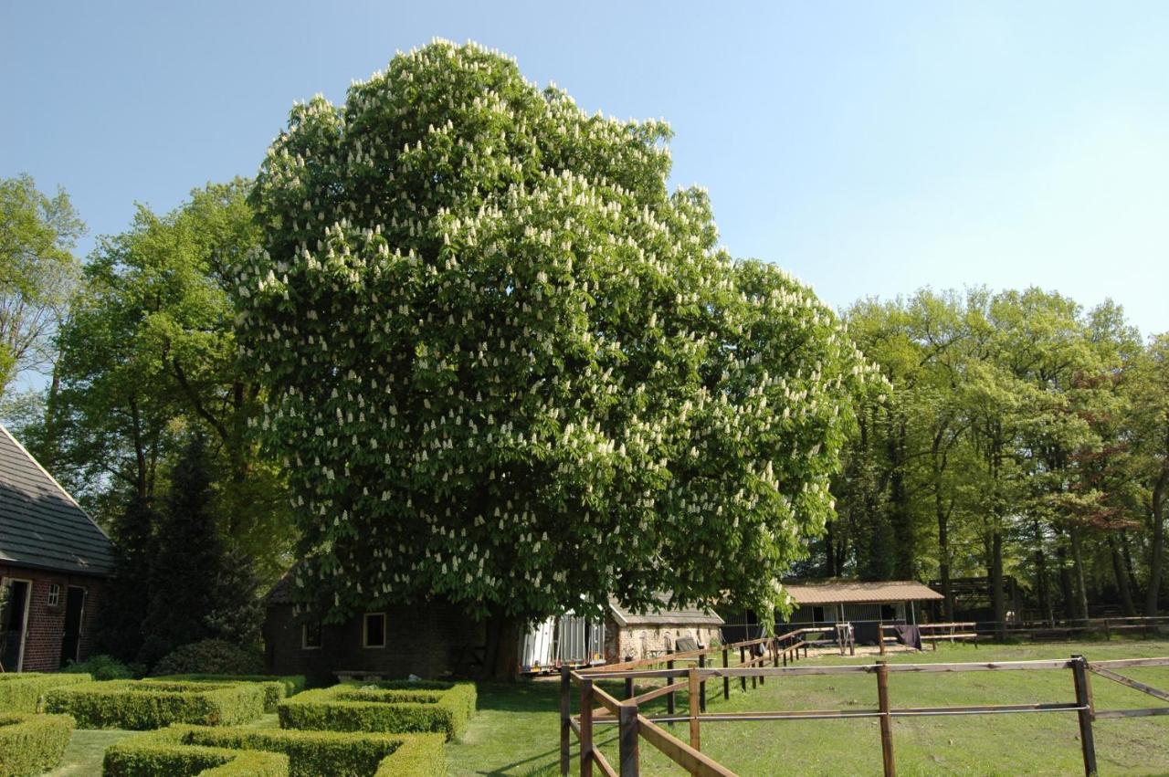 Erve Het Roolvink Boerderij Appartementen 40-50 M2 エンスヘーデ エクステリア 写真